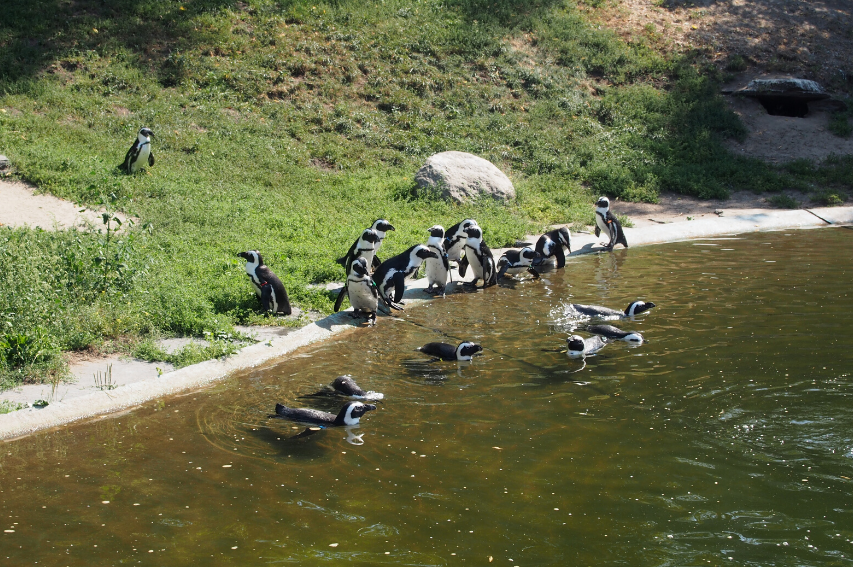 pinguine-zoo-friesland